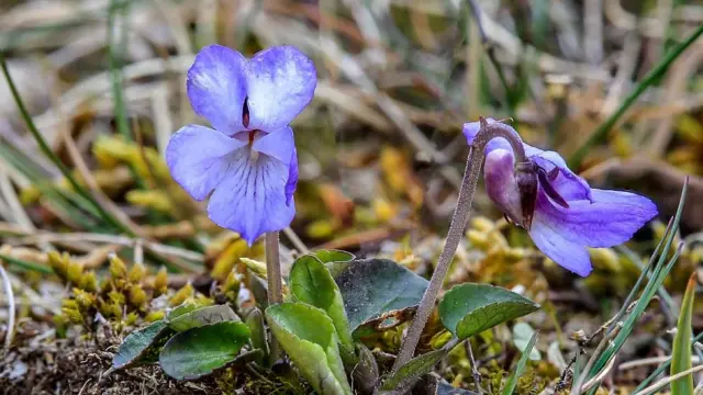 Violeta de Teesdale. La pequeña flor que crece entre el pasto tiene cinco pétalos de color violeta con el centro blanco. 