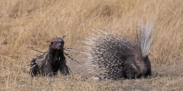 Um ratel (texugo -do-mel) - um mamífero grande e de pelagem escura, atrás de um porco-espinho contra um fundo de grama seca. O ratel tem cerca de 20 espinhos de porco-espinho saindo do corpo em diferentes direções