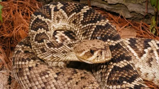 இந்தியாவின் பிக் 4 பாம்புகள், உலகில் அதிக விஷமுள்ள மற்றும் ஆபத்தான 10 பாம்புகள் எவை?