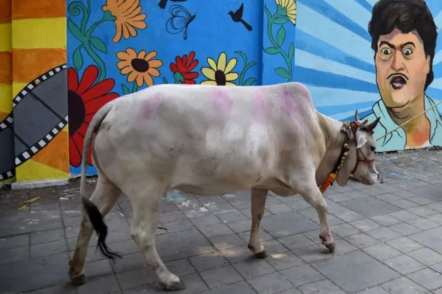 'राज्यमाता' दर्जा मिळताच दूध उत्पादक शेतकरी म्हणतात, 'भाकड गायी आता थेट मुख्यमंत्र्यांच्या निवासस्थानासमोर नेऊन बांधायच्या'