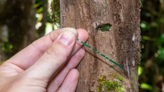 أجريت اختبارات أخرى لتحليل تراكيز النيكل في النباتات