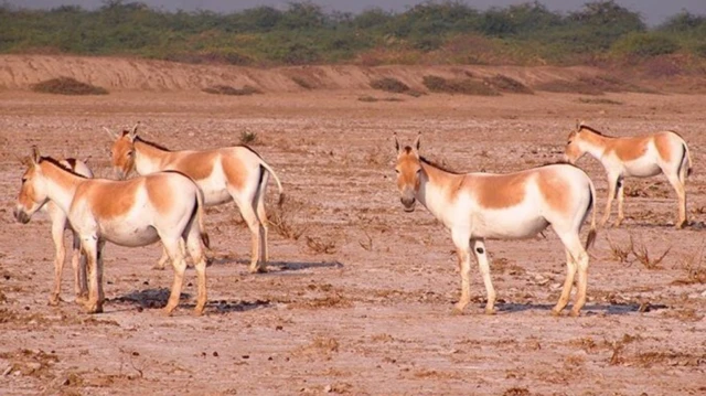 ઘુડખરની વસ્તી ગણતરી