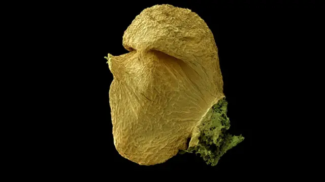Semilla de Tilia cordata