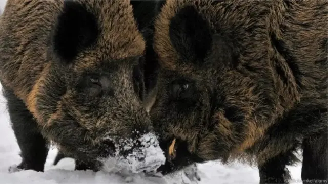 The female can smell good males.