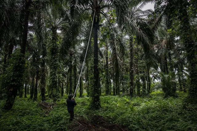 Perkebunan sawit