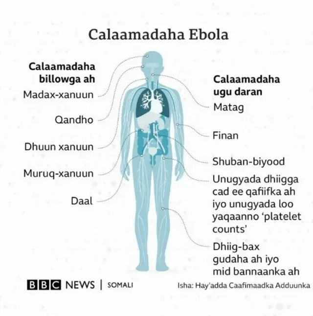 Ebola