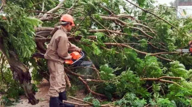 चक्रवात दानाका कारण सडकमा रूखहरू ढलेका छन् 