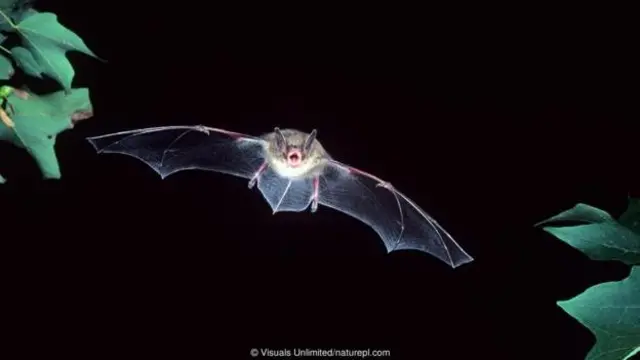 भूरा चमगादड़