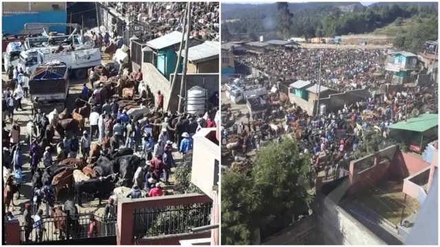 በመኖሪያ ሰፈር አቅራቢያ የሚገኘው የቁም ከብት መገበያያ