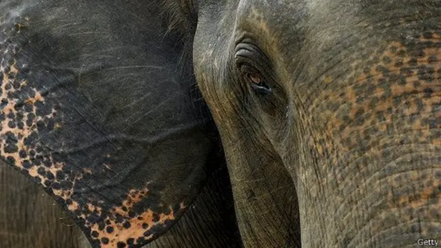 ලි ඇතුන්ගේ ලියාපදිංචිය විධිමත් කිරීම