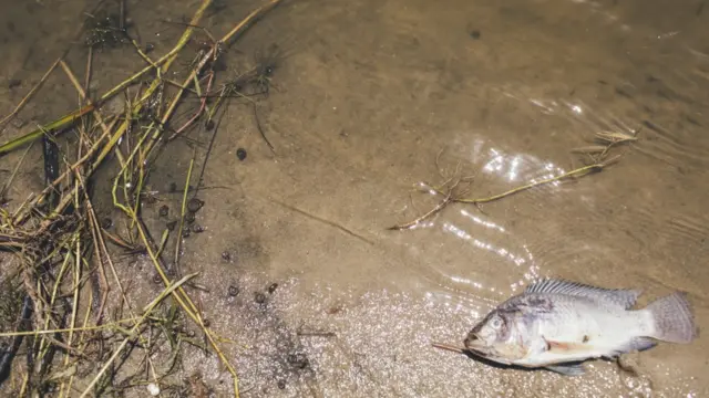 Imagen tomada en Jaboatão dos Guararapes, Pernambuco, Brazil, 2015, en una de las zonas donde la esquistosomiasis es endémica