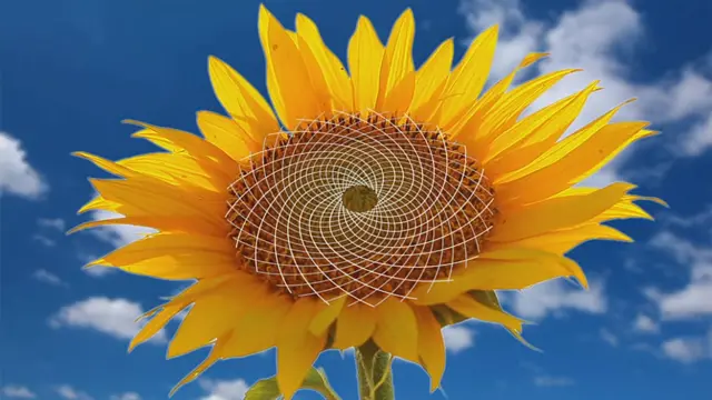 girasol