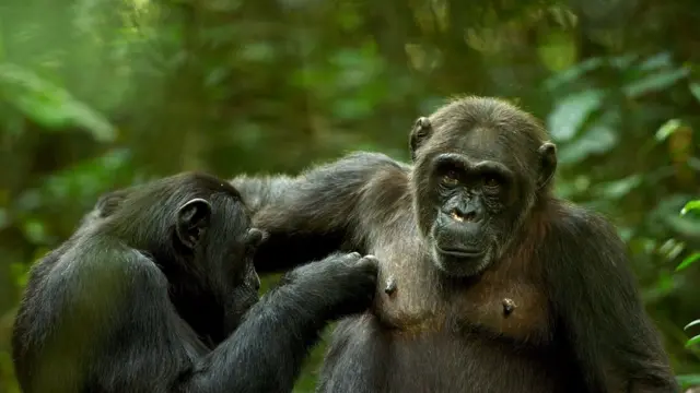 Шимпанзелар