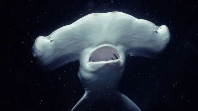 Бронзова риба-молот (Sphyrna lewini)