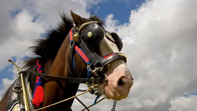 Шайр жылкысы