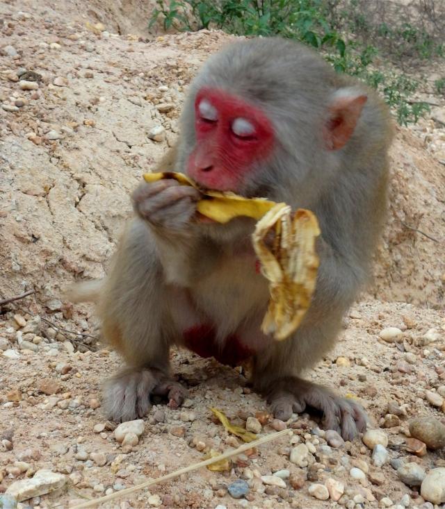 Mono comiendo una banana.