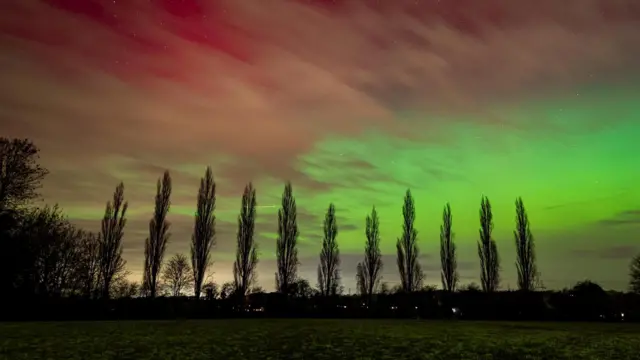 La aurora boreal se fusiona del rojo al verde detrás de una hilera de árboles altos en un parque local.