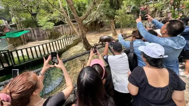 Ljudi fotografišu bebu nilskog konja