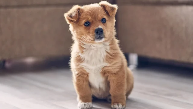 ਪਾਲਤੂ ਜਾਨਵਰ