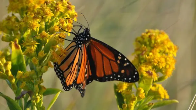 Una mariposa monarca se posa en una planta