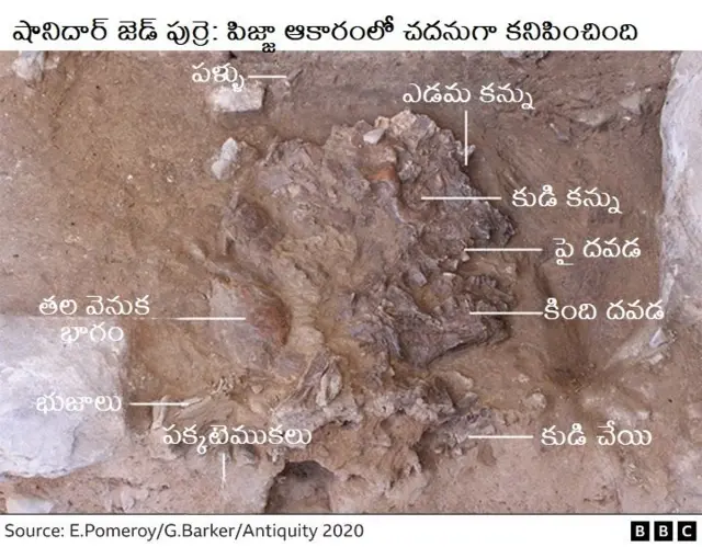 నియాండర్తల్స్