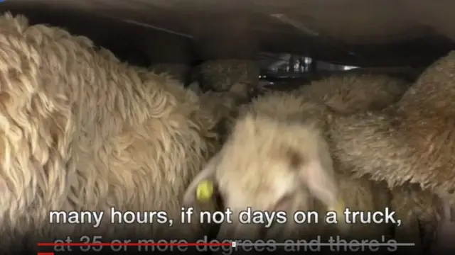 অস্ট্রেলিয়া, প্রাণী