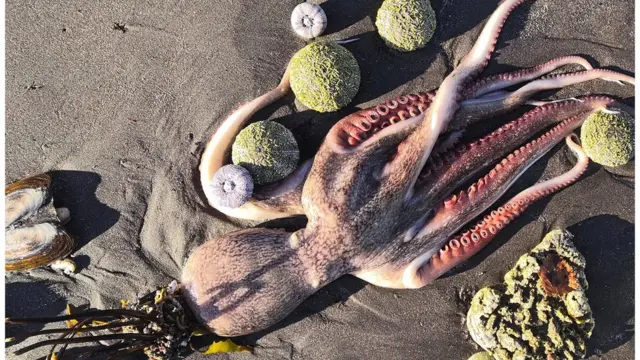 Камчатка, Россия, 3 октября.