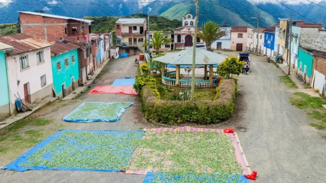 Une grande partie de la coca bolivienne est cultivée dans les Yungas ; ici, les feuilles de coca sont séchées dans le village de Cruz Loma, près de Coroico