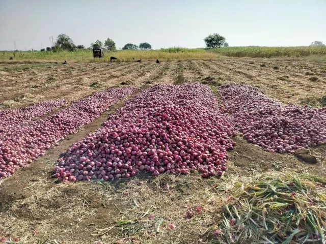 कांदा उत्पादनापैकी महारष्ट्र राज्यातील 37 टक्के तर देशात 10 टक्के केवळ नाशिक जिल्ह्यात घेतला जातो.