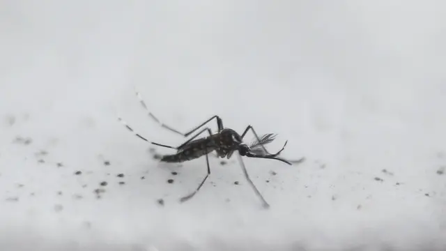 Aedes sivrisineği