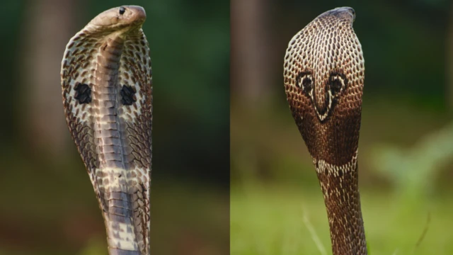 నాగుపాము, పాముకాటు