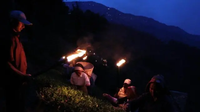 తేయాకు కోత