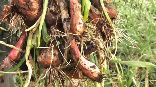 प्याज, नासिक