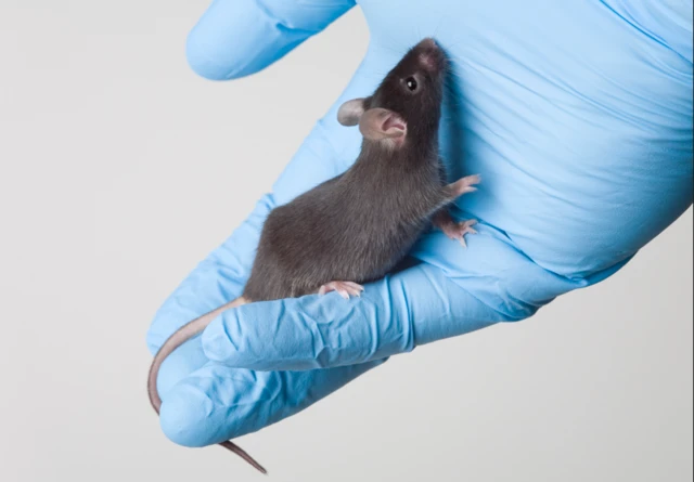 Un rat de laboratoire dans la main d'un chercheur