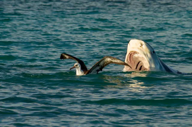 Un tiburón tigre se acerca amenazante de espaldas a un albatros en la superficie del mar con la boca completamente abierta, listo a devorarlo