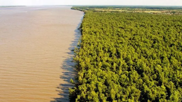 صورة جوية لغابات المانغروف