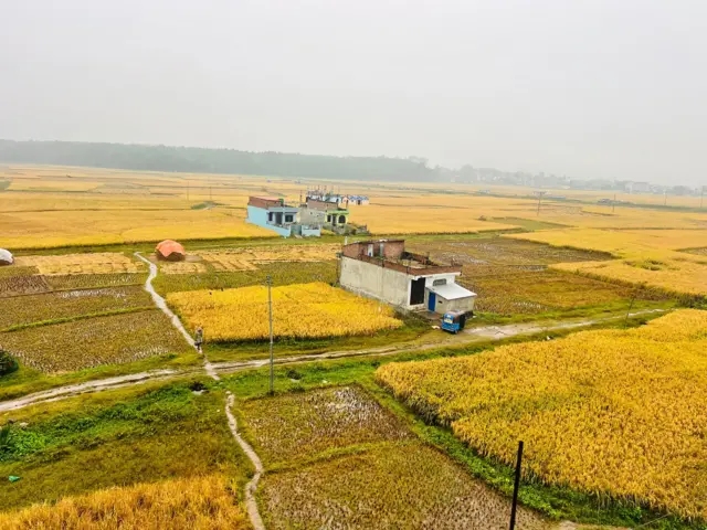 सुर्खेतको वीरेन्द्रनगरस्थित खेतमा पाकेको धान