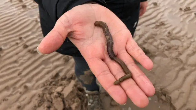 లగ్‌వార్మ్ వంటి ఇటువంటి సముద్రతీర జీవుల్లోకీ ప్లాస్టిక్ వ్యర్థాలు చేరుతున్నాయి