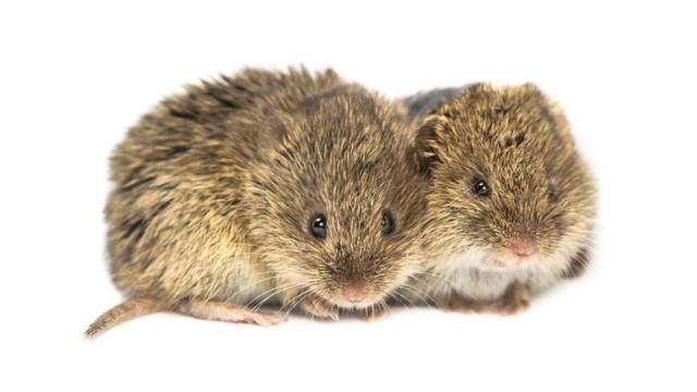 Voles