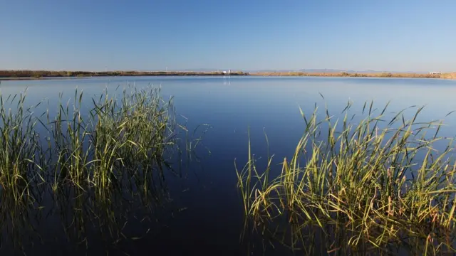 Campo de arroz en la Albufera, Valencia.