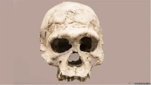 होमो इरेक्टस