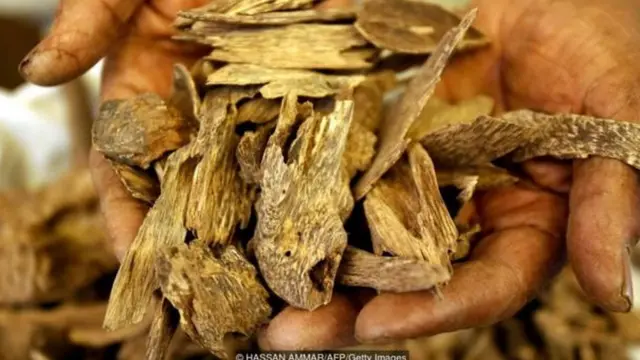 Gỗ trầm được hình thành khi các cây trầm hư hại bị nhiễm nấm mốc.