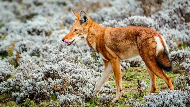 Yalangoch yoglar Shaxsiy xabardan olingan surat