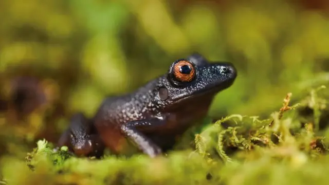 Oreobates zongoensis)