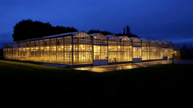 Исследователи постоянно ищут новые способы вывести путем селекции такие суперрастения, которые помогут бороться с голодом, засухой, пожарами и т.д.