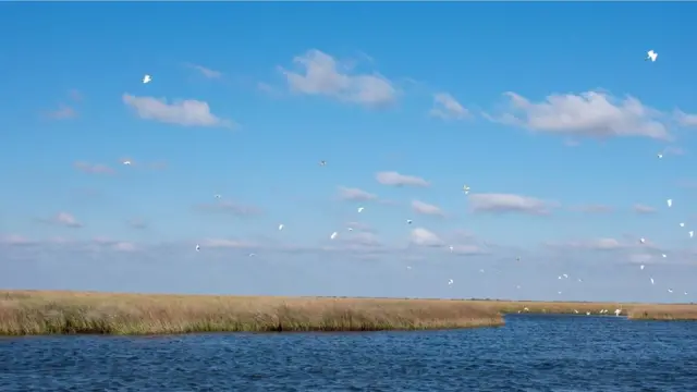 比洛克西沼泽这样的湿地构成了路易斯安那州三分之一的土地
