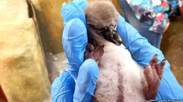 हम्बोल्ट जातीच्या पेंग्विनचे नवजात पिल्लू