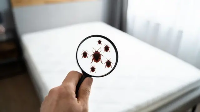 படுக்கை