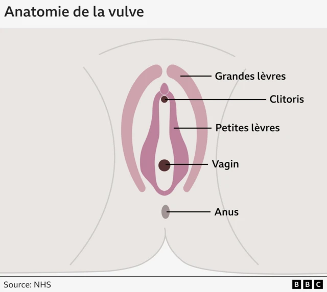 
Un graphique simple illustrant l'anatomie de la vulve. Il montre les grandes lèvres, le clitoris, les petites lèvres et le vagin.