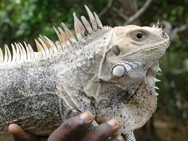 Pembe gergedan iguanası 